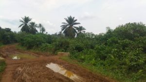 Mwenga : Des routes de desserte agricole