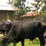 Beni Fête de nouvel an L'association des bouchers rassure les consommateurs des bovins