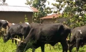 Beni Fête de nouvel an L'association des bouchers rassure les consommateurs des bovins