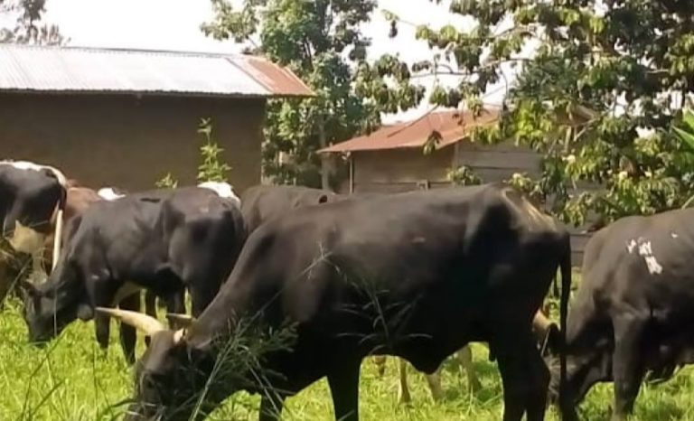 Beni Fête de nouvel an L'association des bouchers rassure les consommateurs des bovins