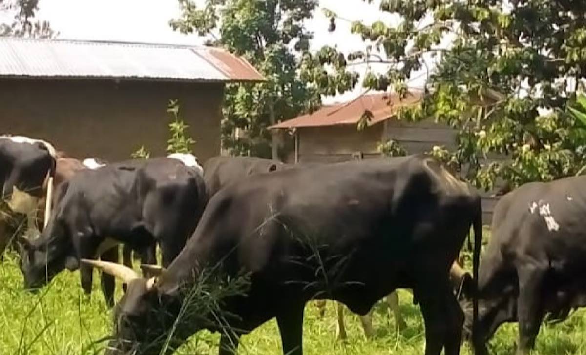 Beni Fête de nouvel an L'association des bouchers rassure les consommateurs des bovins