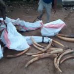 Sud-Kivu/Uvira : Une importante cargaison d'ivoires saisie
