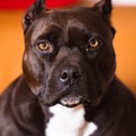Image d'un chien pitbull représentatif de la race impliquée dans l'attaque mortelle d'un ancien footballeur professionnel