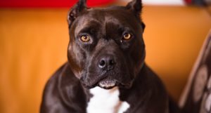 Image d'un chien pitbull représentatif de la race impliquée dans l'attaque mortelle d'un ancien footballeur professionnel