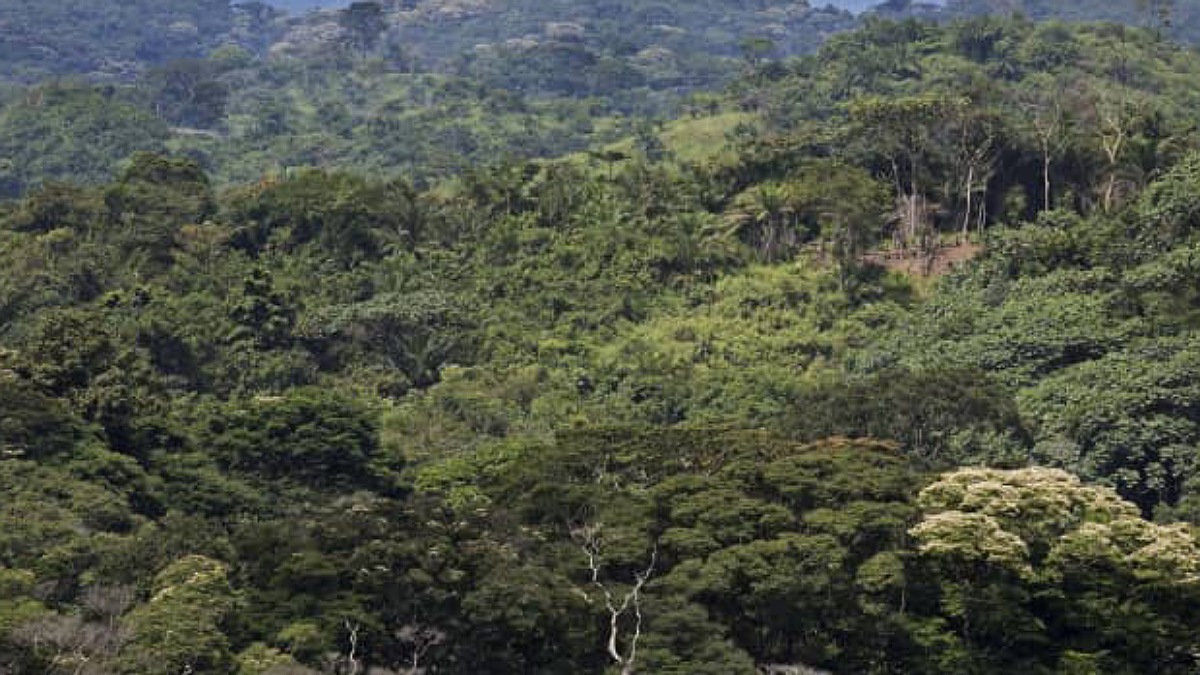 Journée des forêts : Des écologistes démontrent la corrélation entre “les  forêts et la santé”