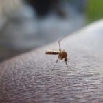 Journée mondiale de lutte contre le paludisme malaria moustique