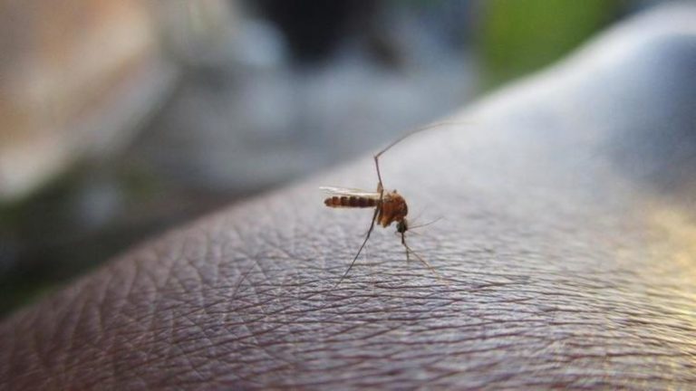 Journée mondiale de lutte contre le paludisme malaria moustique