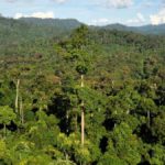 Forêt tropicale rdc