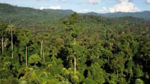 Forêt tropicale rdc