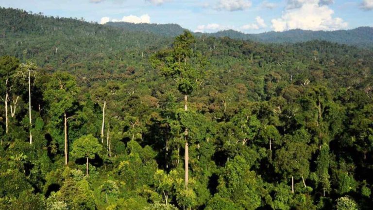 Forêt tropicale rdc