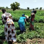 fillière maraîchère Kinsahsa RD Congo rDC