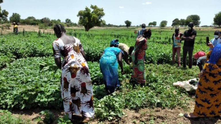 fillière maraîchère Kinsahsa RD Congo rDC