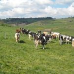 APCLS Masisi Vache