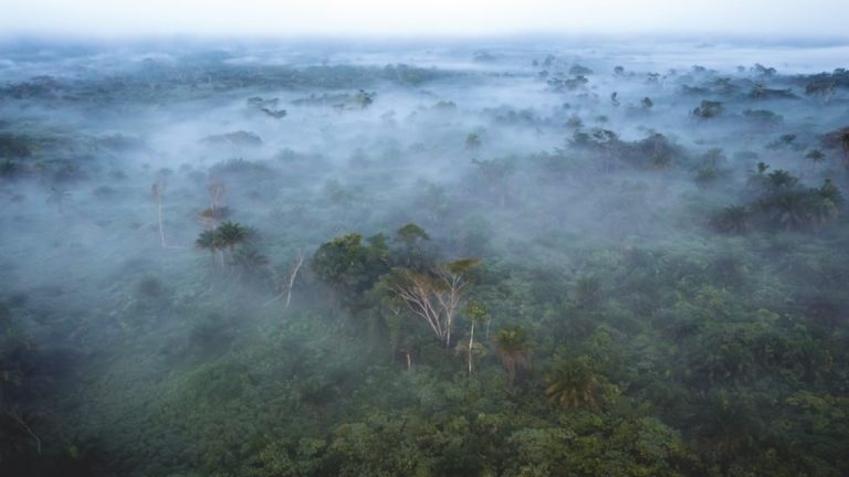 ODEP et ASADHO alarment sur la gestion des concessions forestières