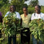 bassin du Congo together