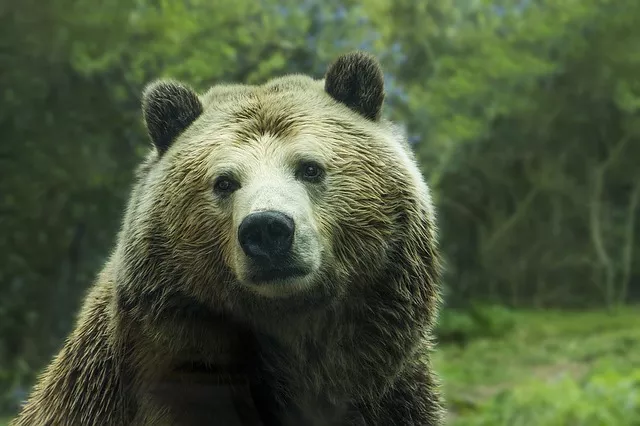 l'ours brun de la russie