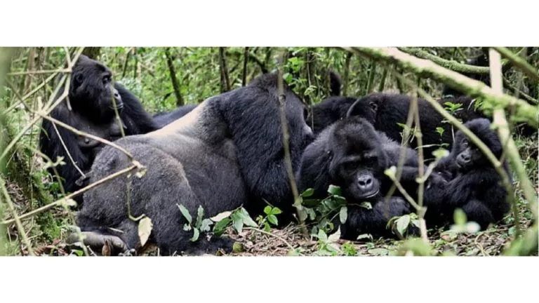 Sud kivu-gorilles-parc-kahuzi-biega