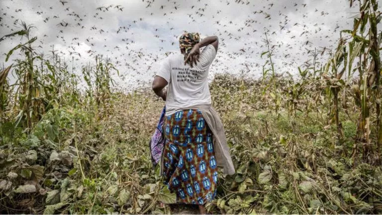 rutshuru Criquet pèlerin afrique nord kivu