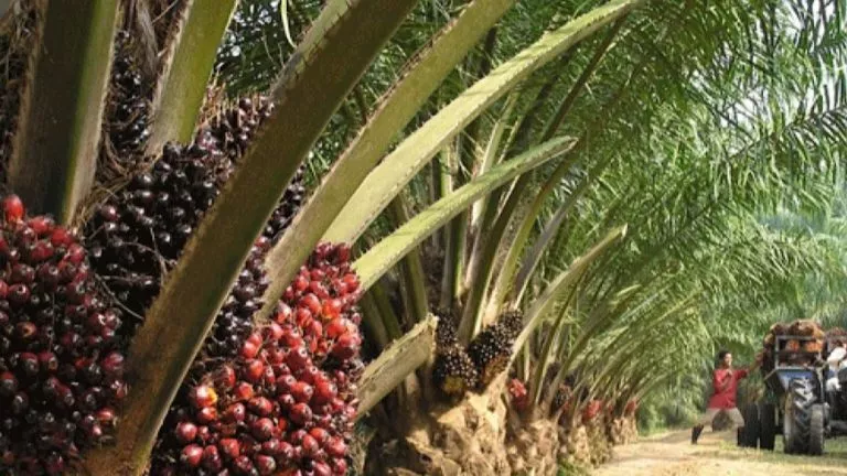 Agriculture plantation de palmier à huile
