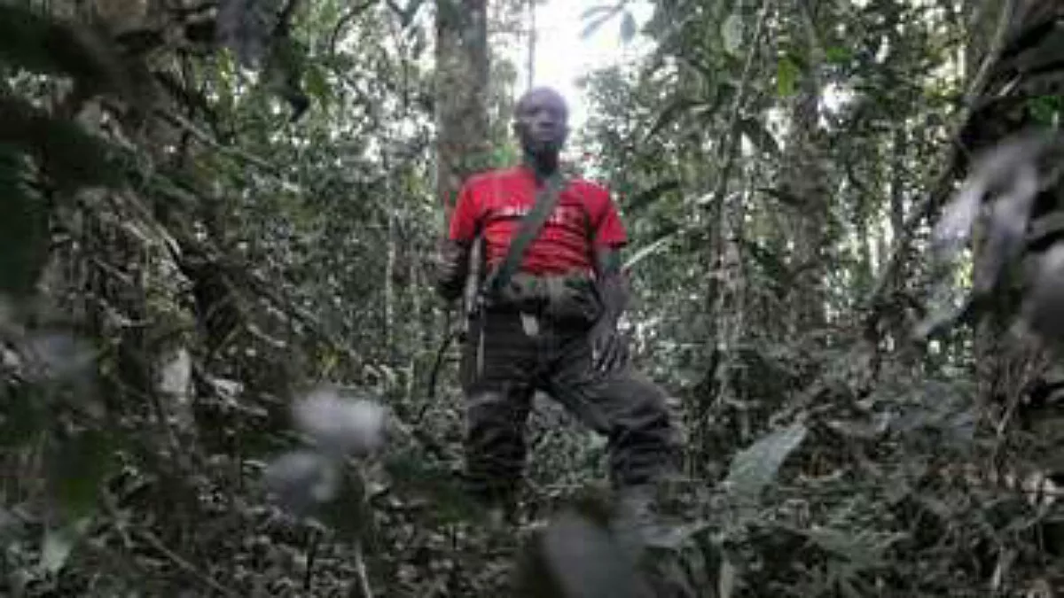 Ituri : un combattant Maï-maï se rend aux FARDC à Mambasa