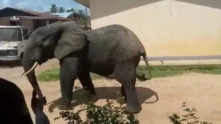 éléphant dans la cité de Lukula, secteur de Mfubu au Kongo Central
