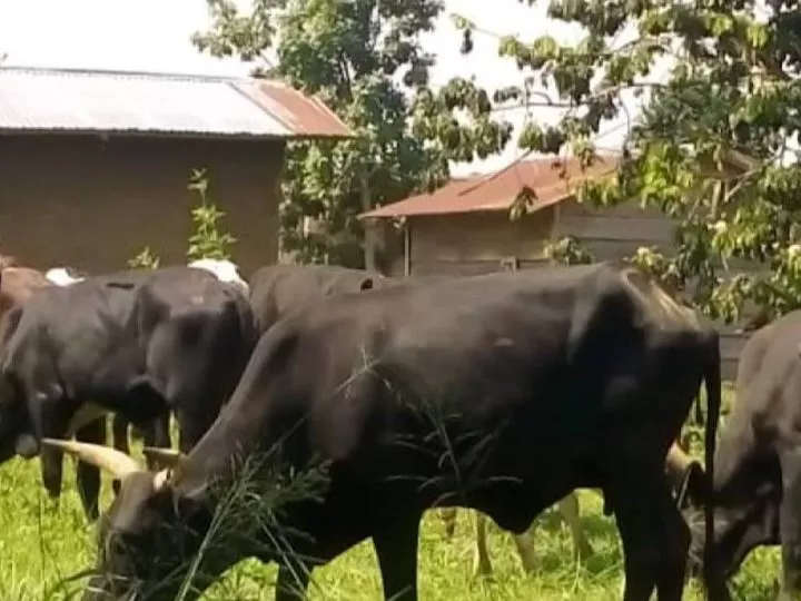 Beni/Fête de nouvel an : L’association des bouchers rassure les consommateurs des bovins