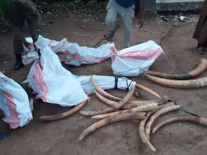 Sud-Kivu/Uvira : Une importante cargaison d’ivoires saisie, certains trafiquants aux arrêts
