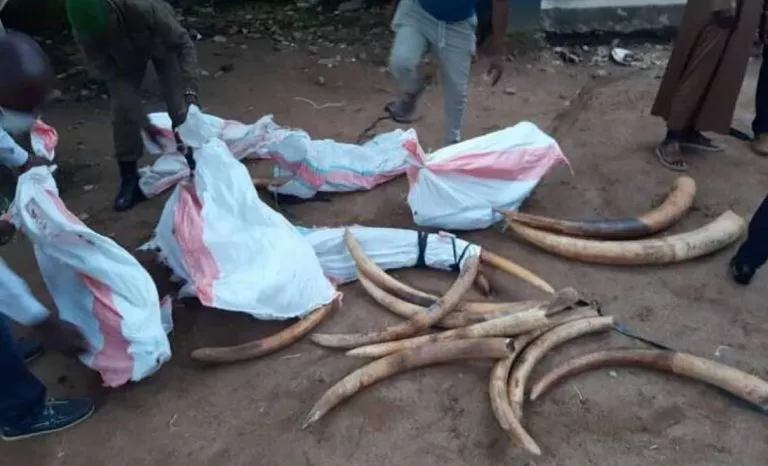 Sud-Kivu/Uvira : Une importante cargaison d'ivoires saisie