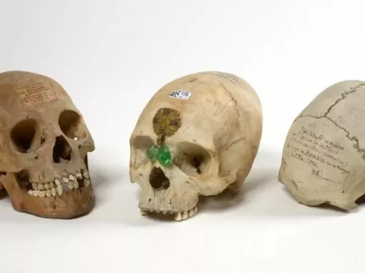 Ecœurant: des crânes congolais vendus aux enchères en Belgique