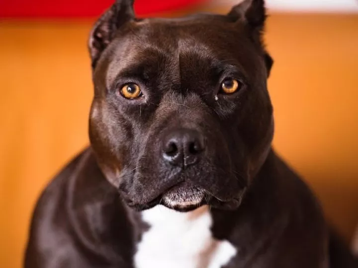 Un ancien footballeur zambien tué par ses propres chiens