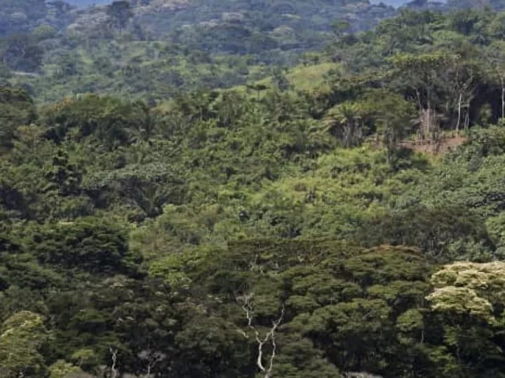 Journée des forêts : Des écologistes démontrent la corrélation entre “les forêts et la santé”