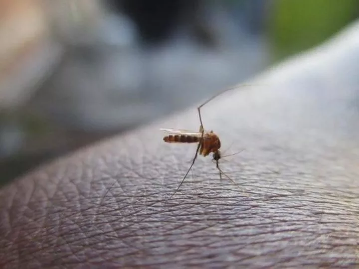 RDC : Journée mondiale de lutte contre le paludisme, l’OMS met l’accent sur l’innovation