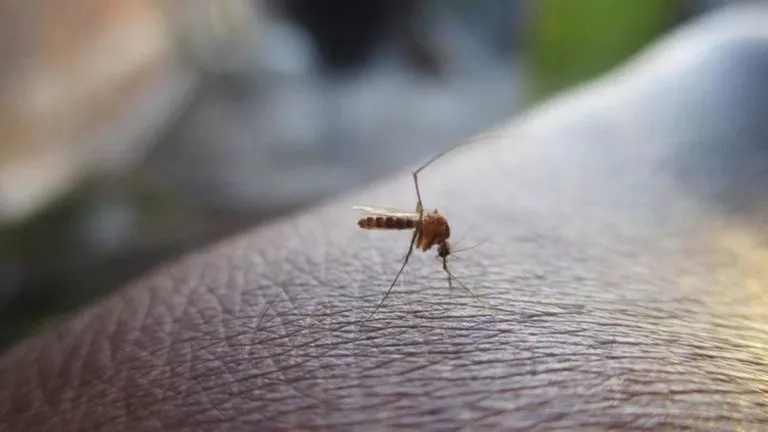 Journée mondiale de lutte contre le paludisme malaria moustique