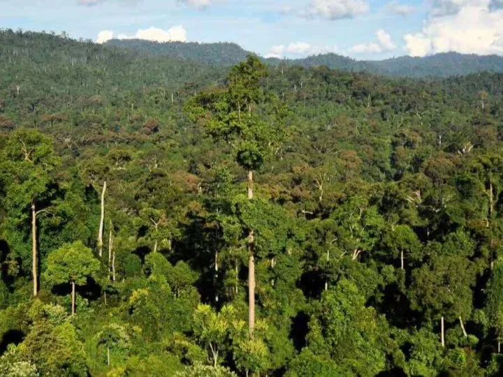 Lutte contre le changement climatique en RDC : Adoption d’un nouveau cadre légal pour la gestion des forêts (Conseil des Ministres)