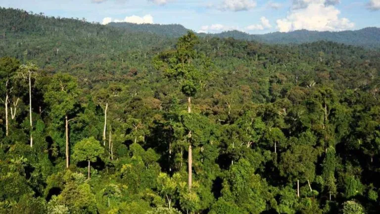 Forêt tropicale rdc