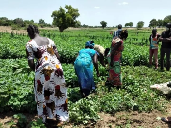 RD Congo – Relance de la filière maraîchère : Un plan de transformation pour stimuler l’économie locale (Conseil des Ministres)