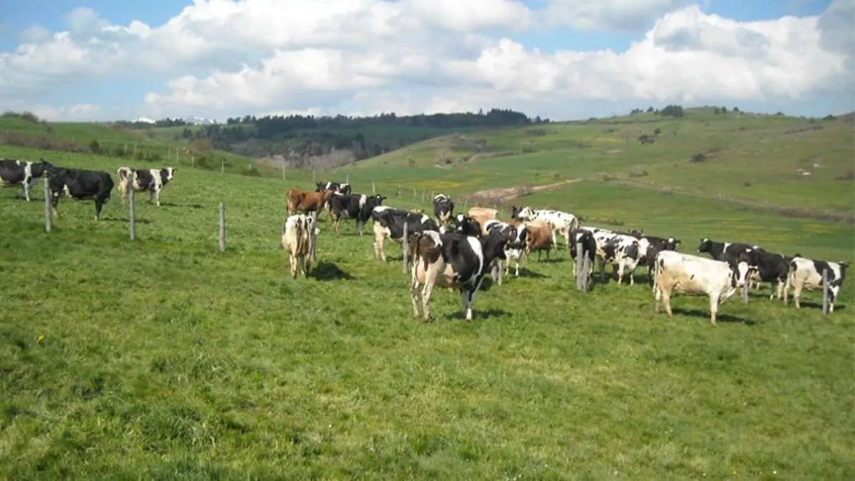 Les Miliciens de l’APCLS S’attaquent au Bétail à Masisi : Plus de 100 Vaches Volées